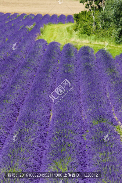 薰衣草花田