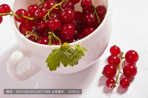 紅醋栗