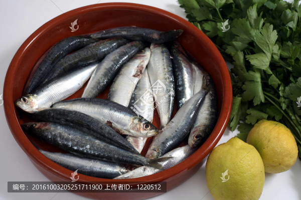 沙丁油魚水平
