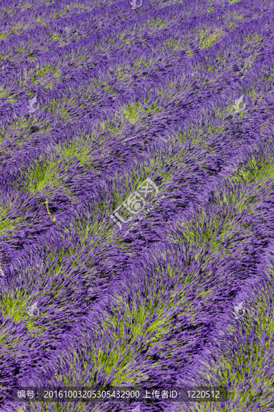 薰衣草花田