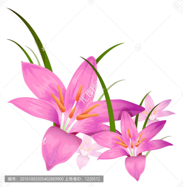 紫色的花