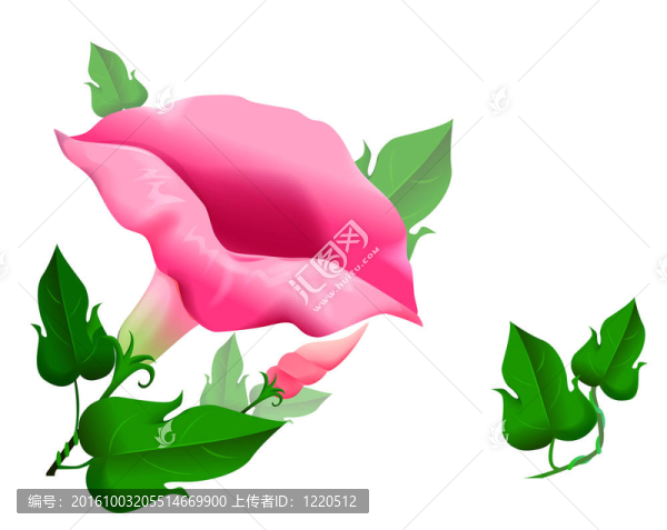 牽牛花