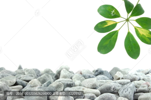 石頭和葉