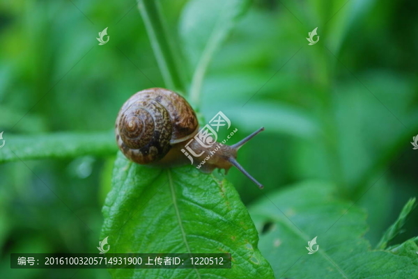 蝸牛上的葉子近了