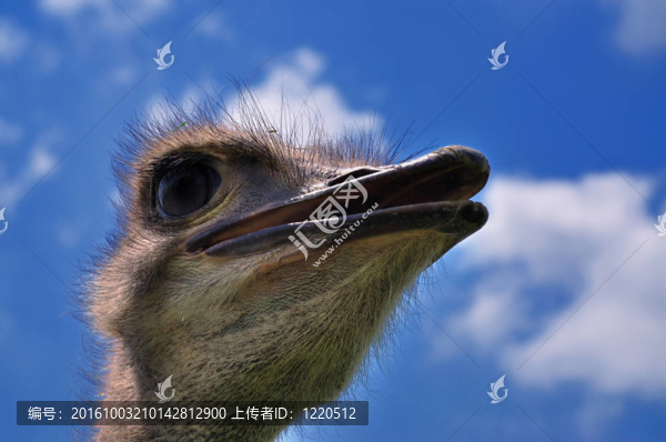 鴕鳥