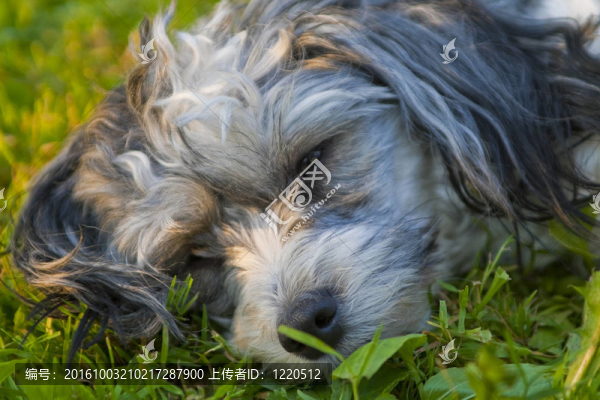 中國(guó)冠毛犬