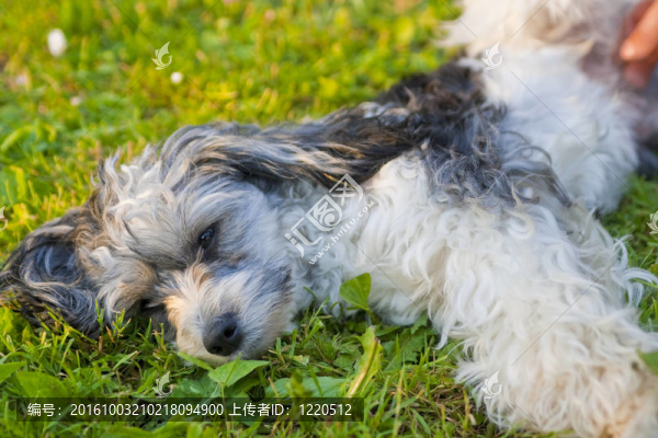 中國冠毛犬