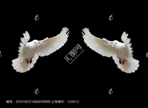 孤立的兩只鴿子