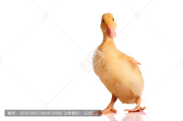 一只年輕的黃色小鴨