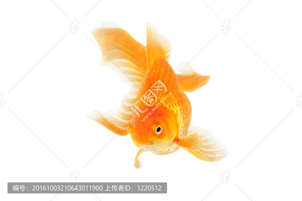美麗的扇尾金魚