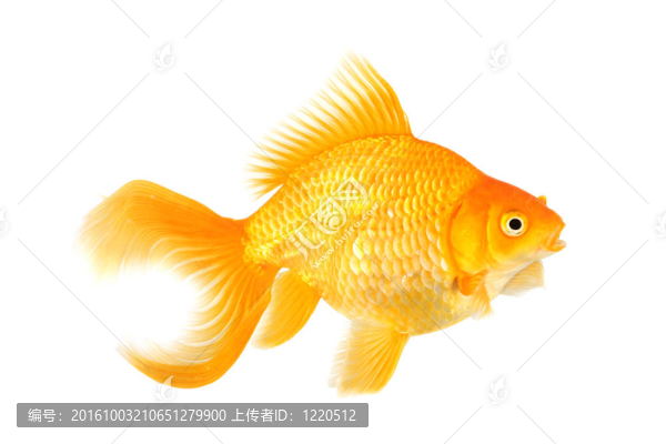 美麗的扇尾金魚(yú)