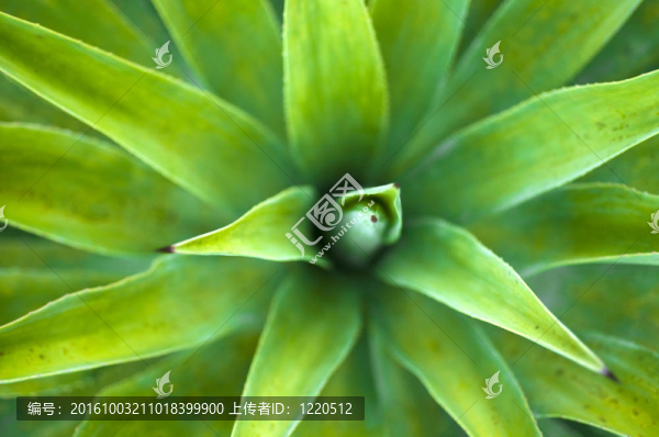 絲蘭植物