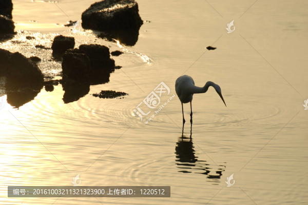 白鷺