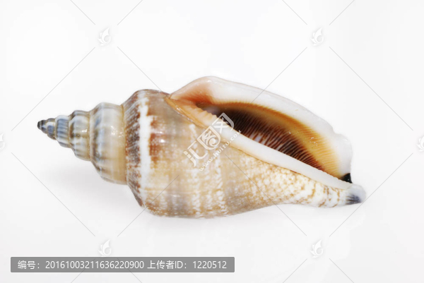 殼