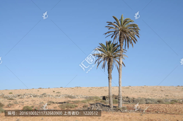 在加那利群島的富埃特文圖拉島島的棕櫚樹景觀；西班牙