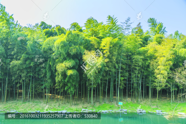 竹林