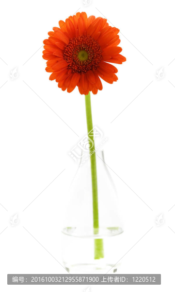 花瓶里的橙色的菊花