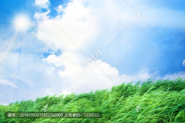 綠色的草地上