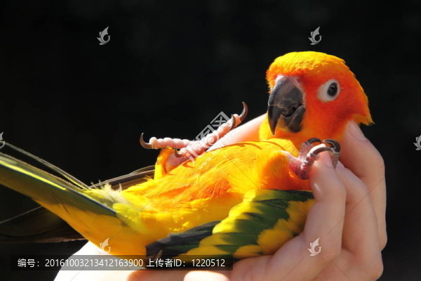 手上的鳥