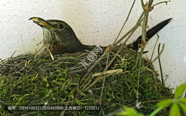 黑鳥的母雞