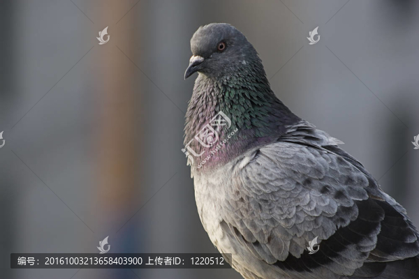 靠近一只鳥