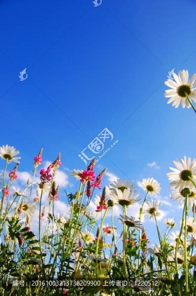 夏季草地上的花
