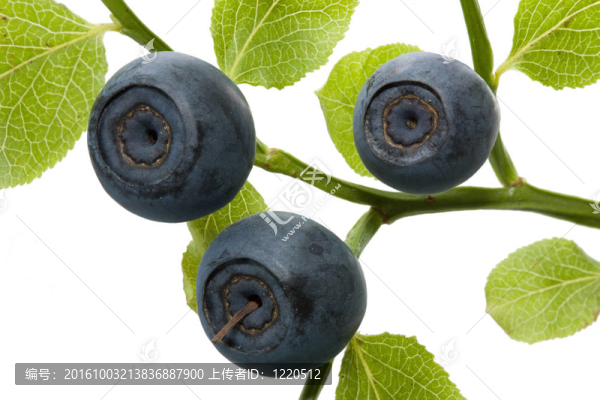Bilberry分公司