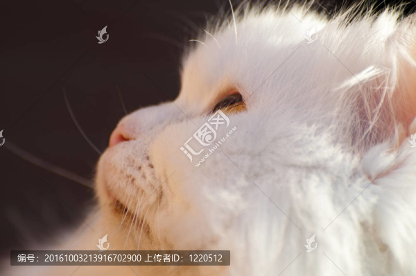 波斯貓