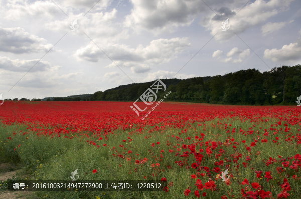 罌粟花田