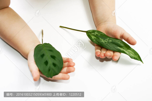 綠色的葉子