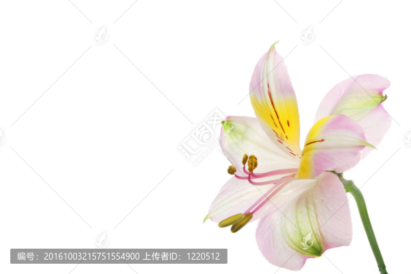 一天莉莉復(fù)制空間