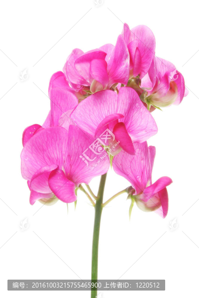 甜豌豆