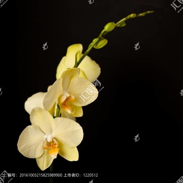 蝴蝶蘭