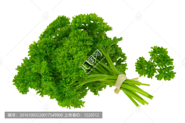 香菜15