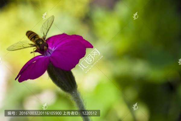 花上的黃蜂