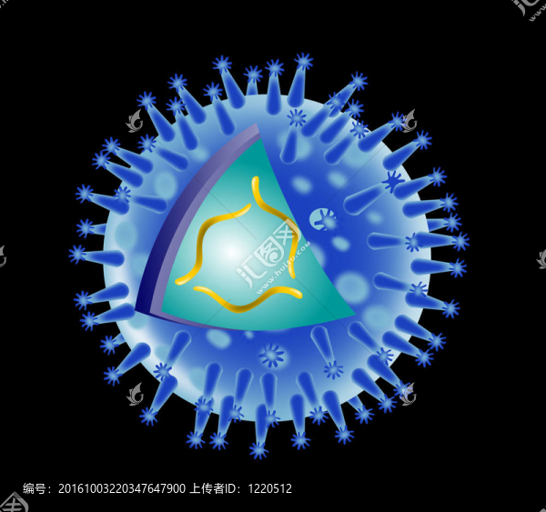 流感病毒結(jié)構(gòu)的解剖
