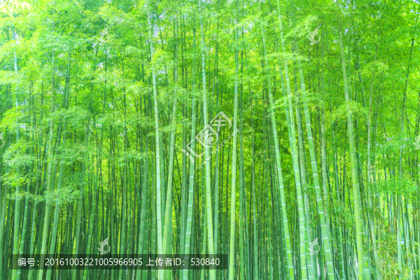 竹林