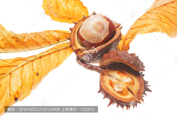 七葉樹果實(shí)和葉子
