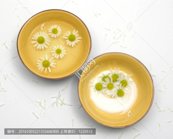 陶瓷碗四周的白色花瓣在水和霜洋甘菊花