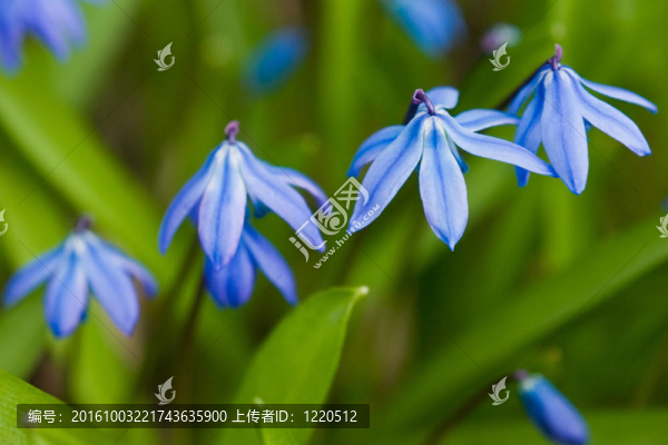 藍(lán)色的雪花