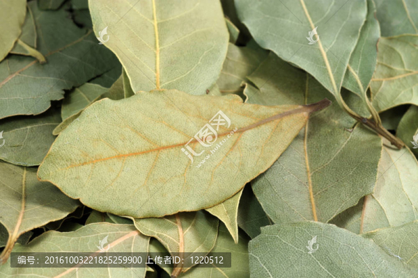 月桂樹(shù)葉
