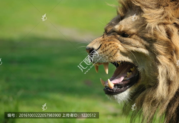 憤怒的獅子