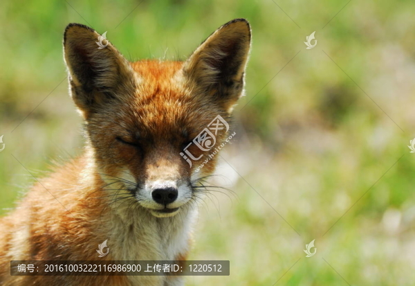 一個(gè)漂亮的狐貍（Vulpes,vulpes）