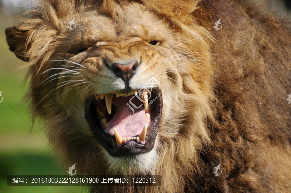 憤怒的獅子