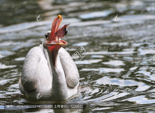鵜鶘抓魚
