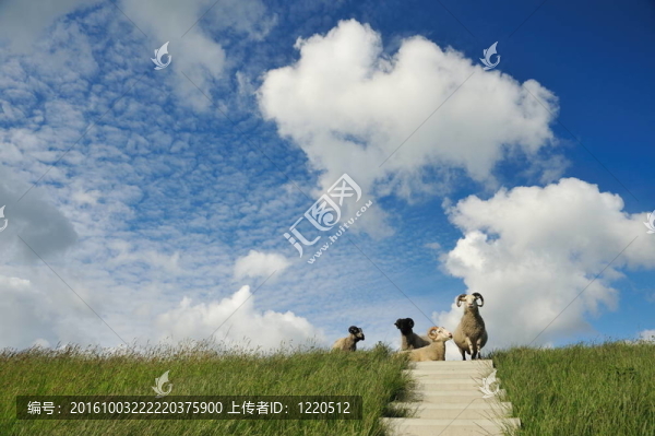 羊頂上