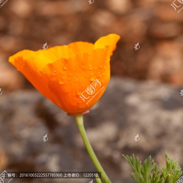加利福尼亞罌粟