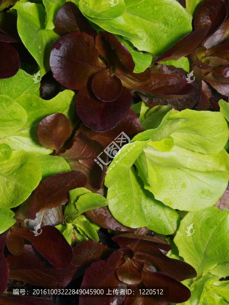 紅和Green,Babyleaf