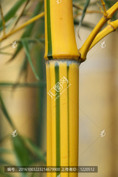 竹25