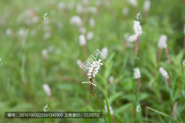 綠色植物；熱燙的飛蛾